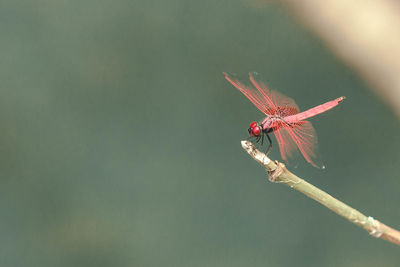 Close-up of dragonfly on plant