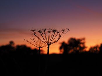 Close-up of silhouette plant on field against sky during sunset