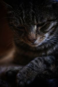 Close-up of cat sleeping