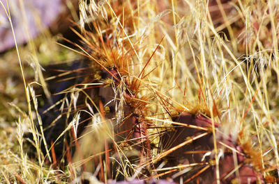 Close-up of wheat on field