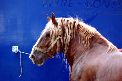 Draft stallion tied to a wall.