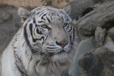 Close-up portrait of tiger