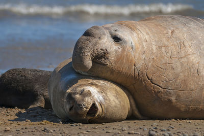 Close-up of sea lion