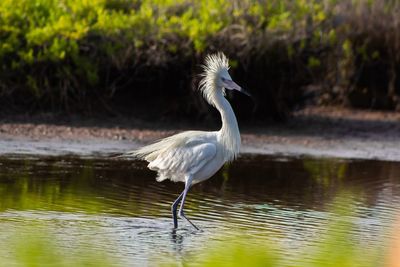 View of a bird in lake