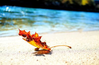 Close-up of dry leaf on beach