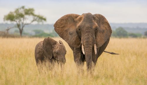 Elephants on field