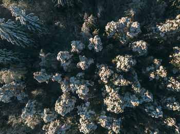 Full frame shot of rocks