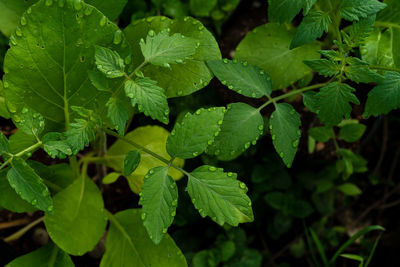 Full frame shot of fresh green leaves