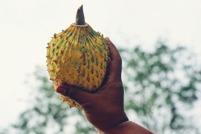 Close-up of hand holding fruit