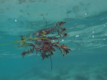 Close-up of fish swimming in sea