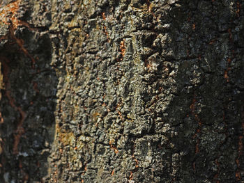 Full frame shot of tree trunk