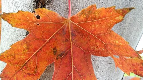 Close-up of dry maple leaf during autumn