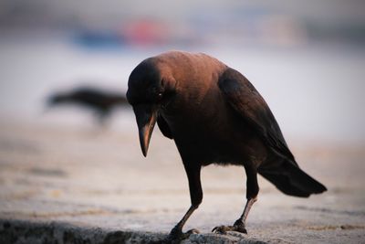 Close-up of a crow on beach