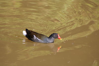 High angle view of duck swimming in lake