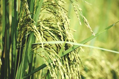 Close-up of stalks in field