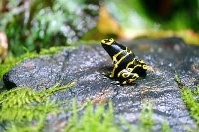 Close-up of insect on leaf