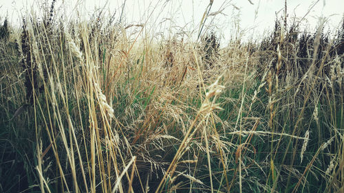 Close-up of grass on field against sky