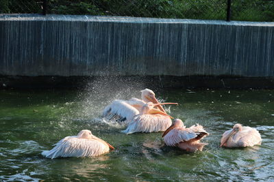The great white pelican pelecanus onocrotalusaka the white pelican, rosy pelican or white pelican
