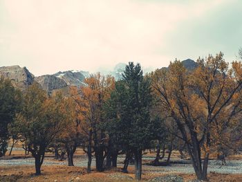 Scenic view of trees on landscape against sky