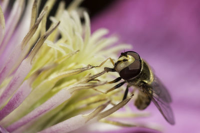 Close-up of insect on pink flower