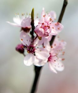 Close-up of flowers against blurred background