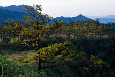 Scenic view of trees and mountains against sky