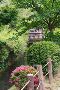 View of flowering plants in garden