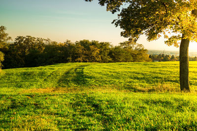 Scenic view of field against trees