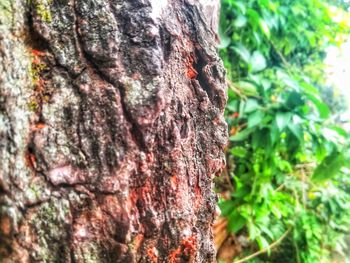 Close-up of tree trunk