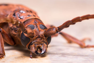 Close-up of grasshopper