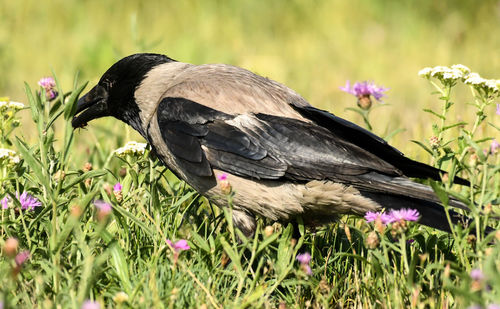 Close-up of bird perching on purple flower