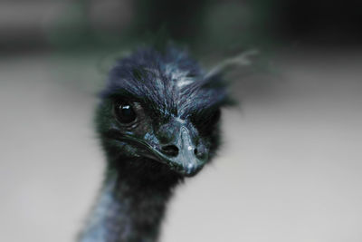 Close-up portrait of ostrich