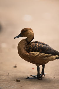 Close-up of bird looking away