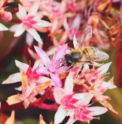 Close-up of bee pollinating on flower