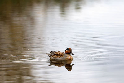 Duck swimming in a lake