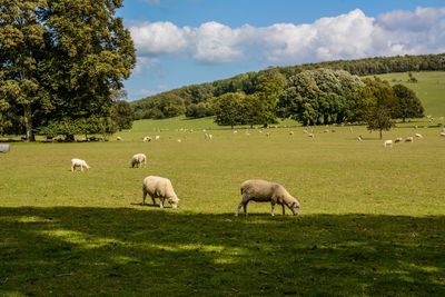 Sheep grazing in a field