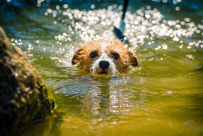 Portrait of dog in water