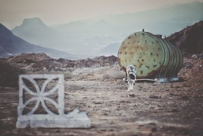 Horse cart on ground