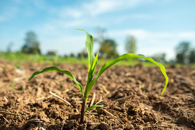 Close-up of crop growing on field