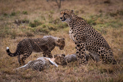 Cheetah with cubs in forest