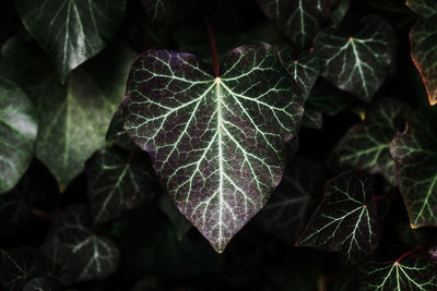 Close-up of green leaves