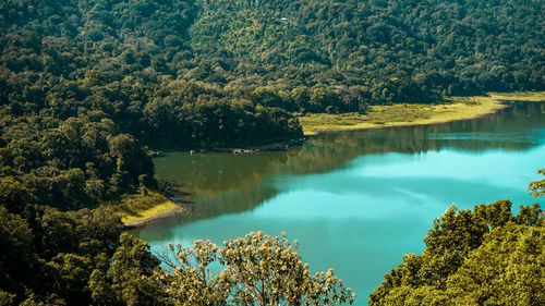 Scenic view of lake by trees in forest