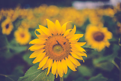 Close-up of yellow sunflower