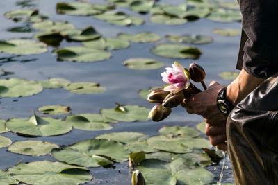 Close-up of water lily in lake