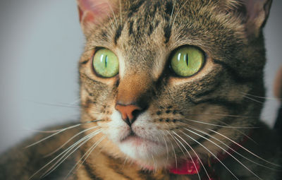 Close-up portrait of a cat