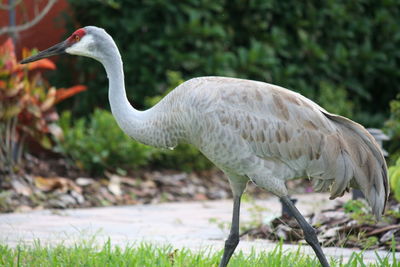 Close-up of gray heron on grass