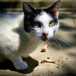 Close-up portrait of a cat