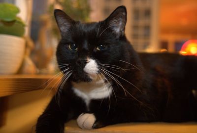 pet