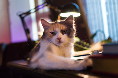 Close-up portrait of a cat