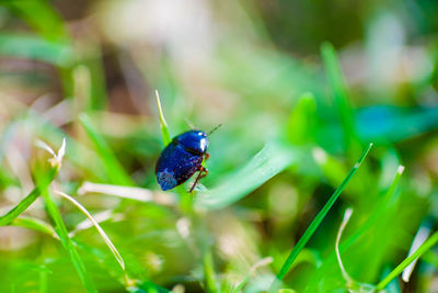 Close-up of ladybug on grass